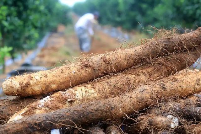 巨型野山藥現世引熱議 自然饋贈與中草藥市場的碰撞