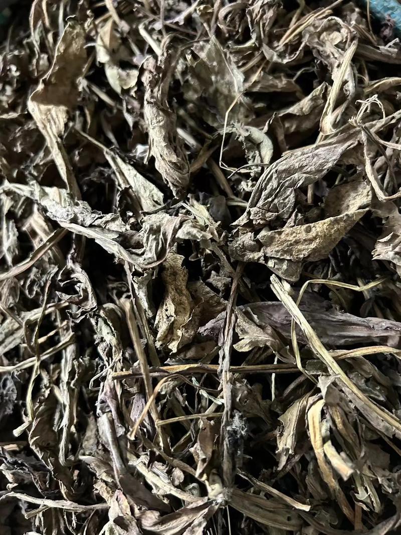 全國大量收購大青葉等中草藥，歡迎合作，共創雙贏