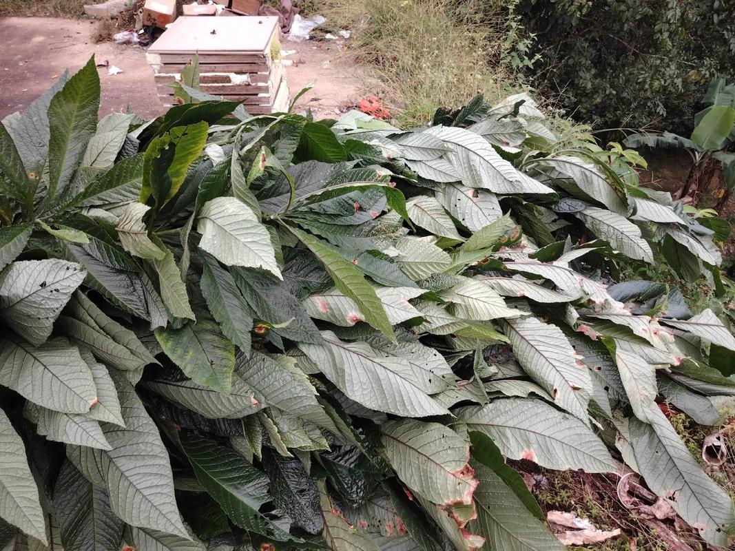 走馬胎 中藥材種植基地的致富新機遇，優質種苗助農增收