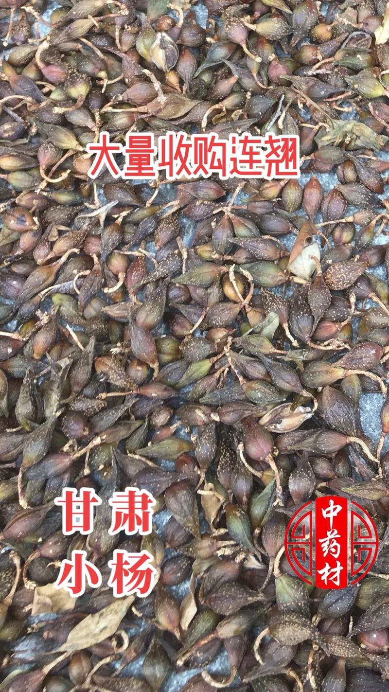 聚焦中藥材市場 解讀“干濕都收”與“大量收購”背后的產業需求